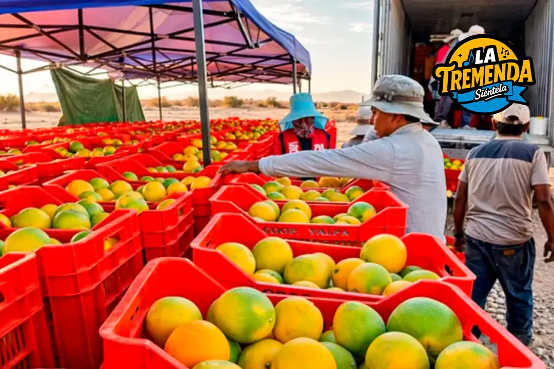 Radio La Tremenda - Naranjas de Tacna conquistan el mercado de Lima: Cargamentos de hasta 20 toneladas abastecerán a la capital