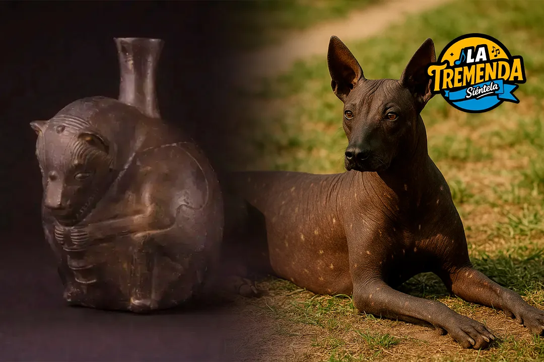 Radio La Tremenda - Estudio en el Castillo de Huarmey revela el rol sagrado y estatus de élite del perro sin pelo en la cultura Wari